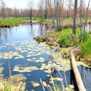photo of marshland with stream running through