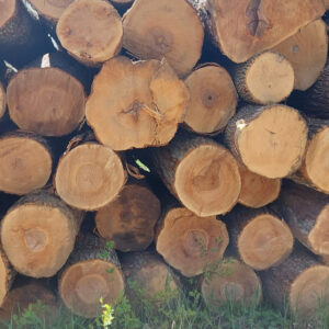 logs stacked up for winter firewood